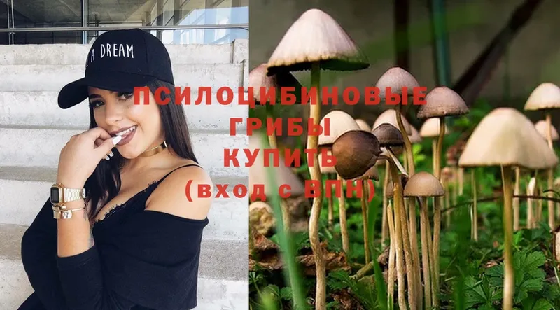 Галлюциногенные грибы Psilocybine cubensis  blacksprut tor  Кувшиново 